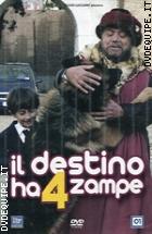 Il Destino Ha 4 Zampe