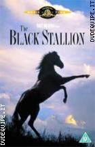 Black Stallion