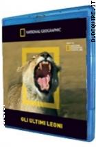 Gli Ultimi Leoni ( Blu - Ray Disc + Booklet ) (National Geographic)